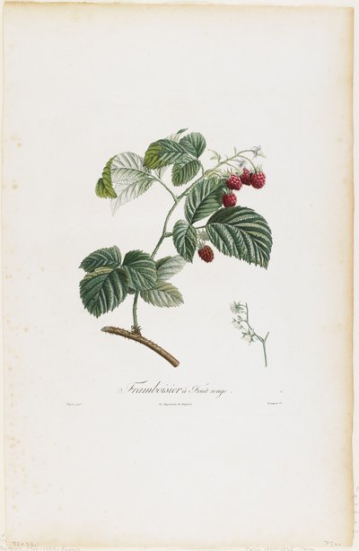 Raspberries, from 